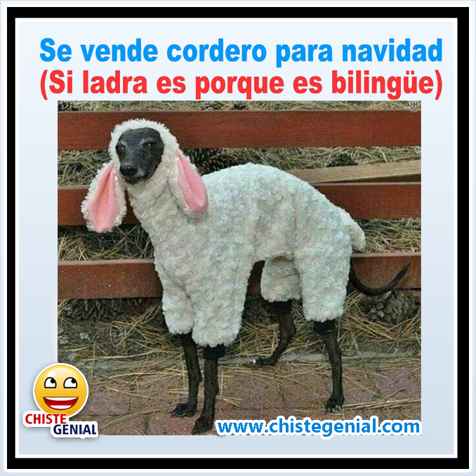 Chistes navideños : Se vende cordero para navidad Chistes navideños : Se vende cordero para navidad