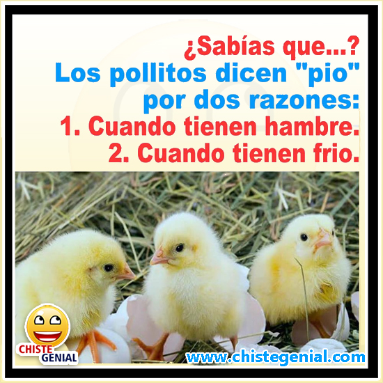 Chistes para niños - Los pollitos dicen PIO por dos razones Chistes para niños - Los pollitos dicen PIO por dos razones
