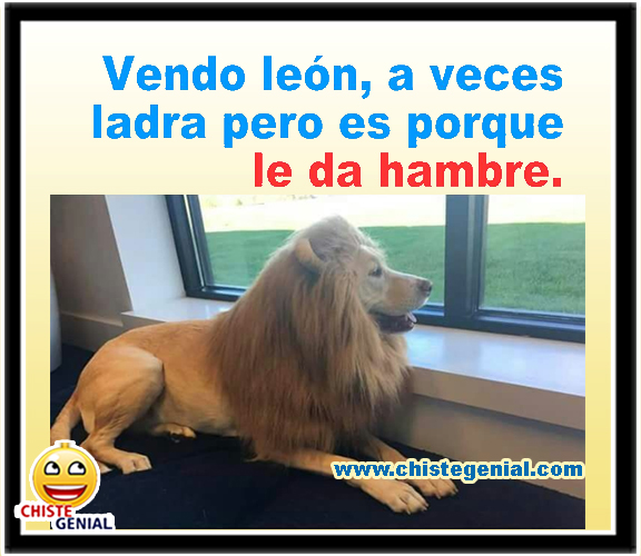 Chistes gráficos - Vendo león, a veces ladra, pero es porque tiene hambre Chistes gráficos - Vendo león, a veces ladra, pero es porque tiene hambre