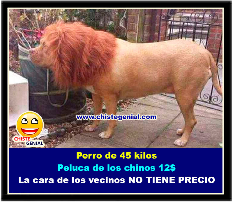 perro disfrazado